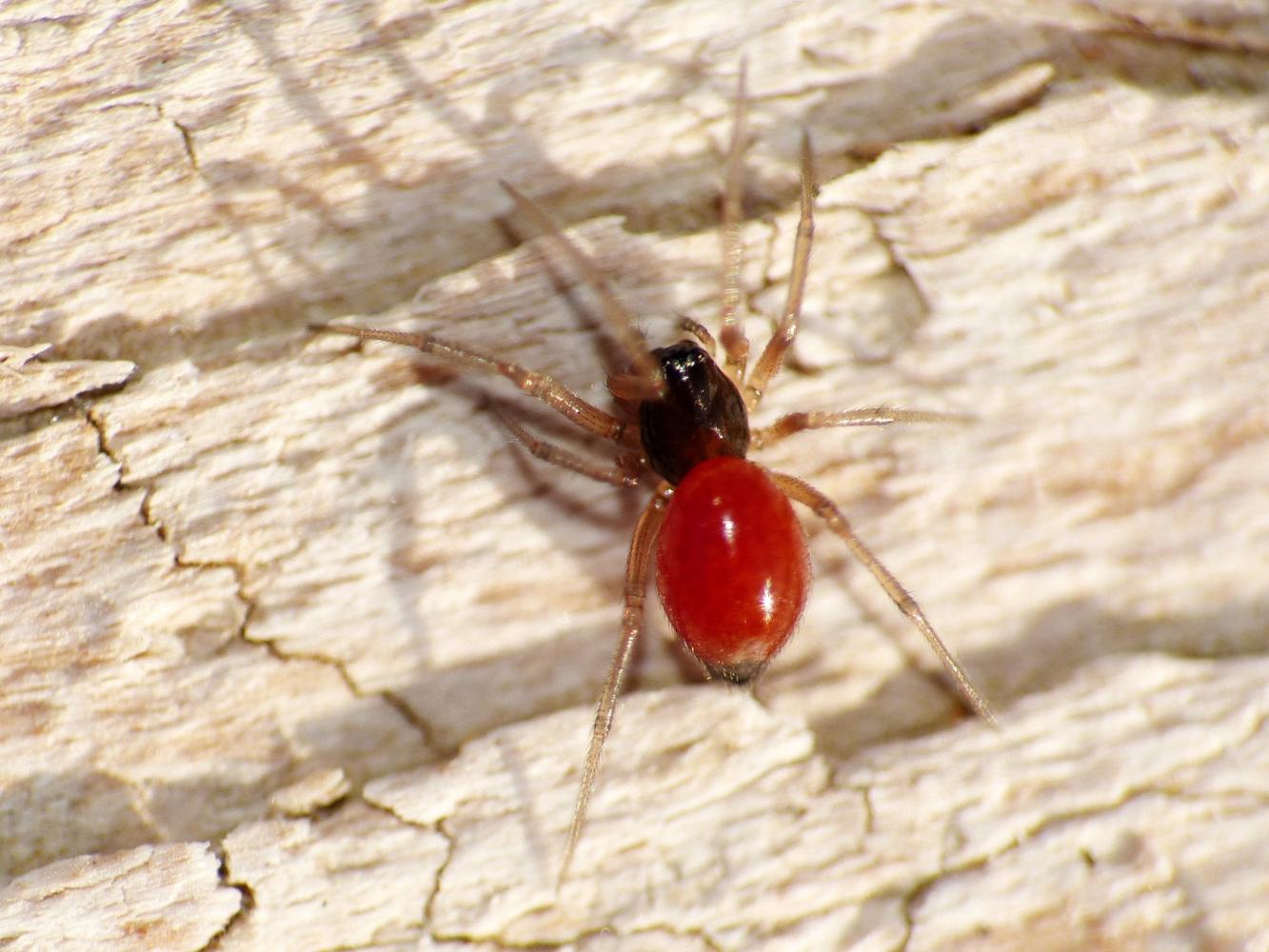 Femmina di Ostearius melenopygius - Torrinpietra (RM)